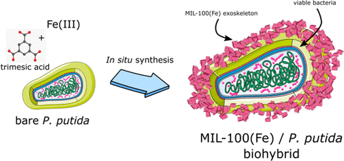 MOF bacterie